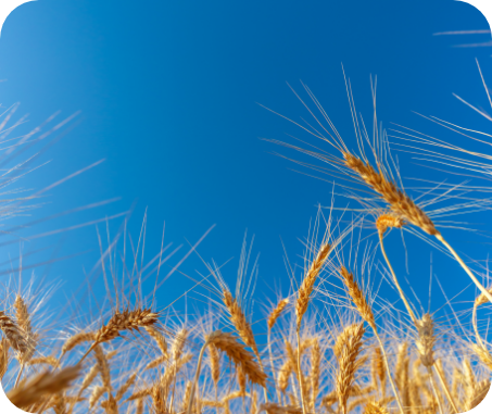 golden-wheat-field-sunny-day